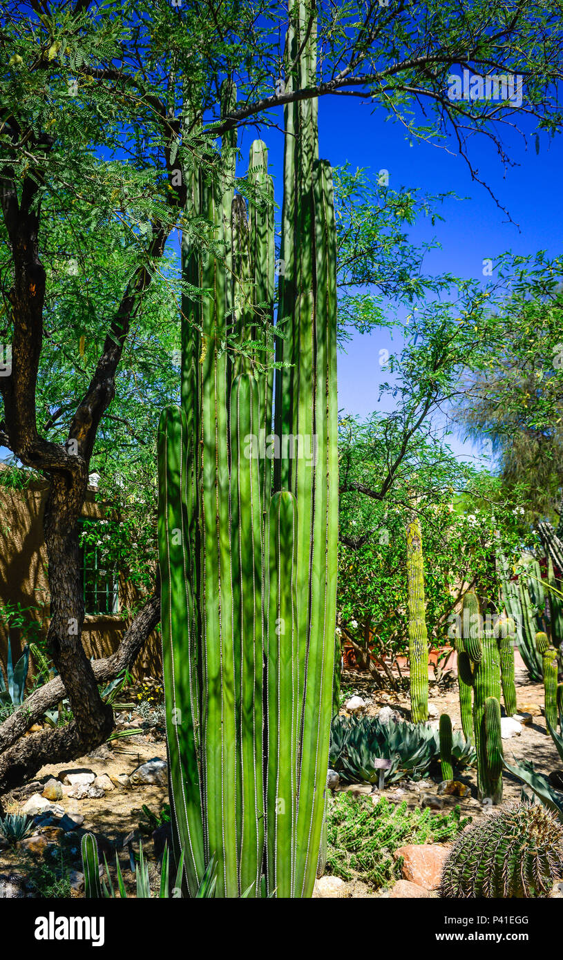 Eine wüste Szene von Saguaro Kakteen und Schrecken zusammen mit der hohen Säulig post Stil Kaktus als die Mexikanische Zaunpfosten bekannt Stockfoto