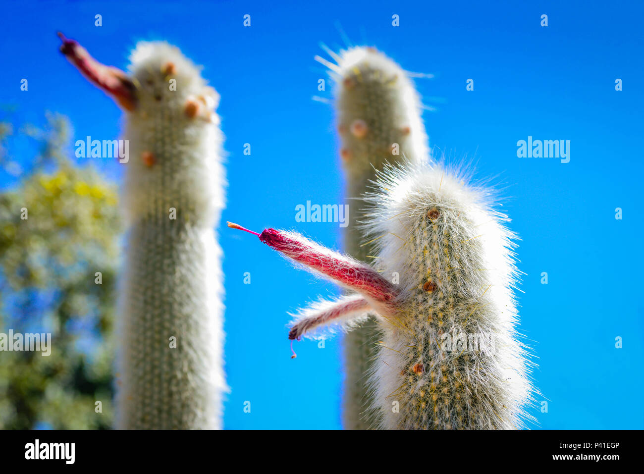 Ein Trio der Alte Mann Kakteen mit blühenden Blumen Projektion nach außen mit weißen haarige Fell bedeckt - wie Spikes Stockfoto