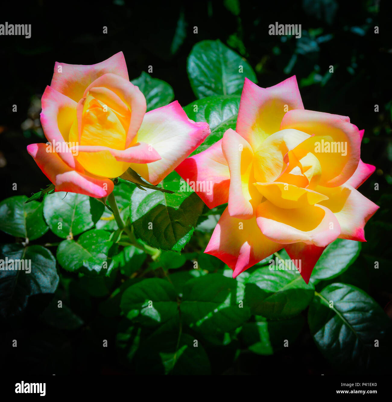 Mehrere Goldgelb mit Ruby errötete Tipp Rosen, als 'Dream Wahr 'Grandiflora Rosen blühen im Frühling Garten bekannt Stockfoto