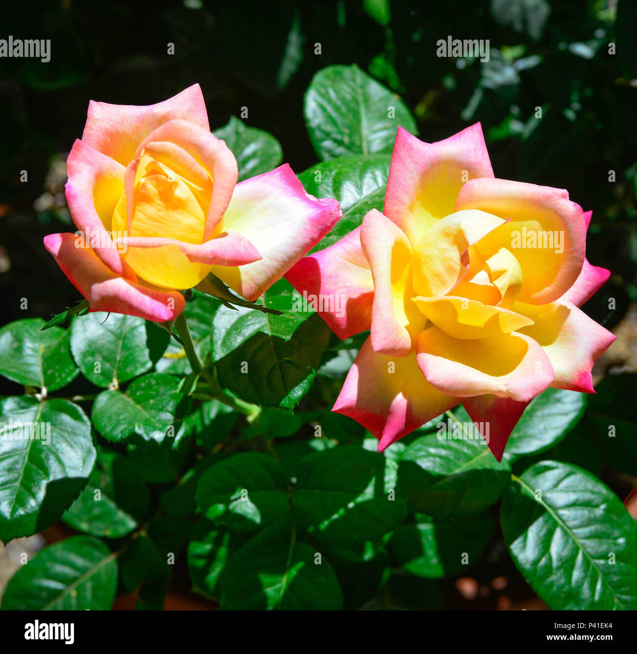 Mehrere Goldgelb mit Ruby errötete Tipp Rosen, als 'Dream Wahr 'Grandiflora Rosen blühen im Frühling Garten bekannt Stockfoto