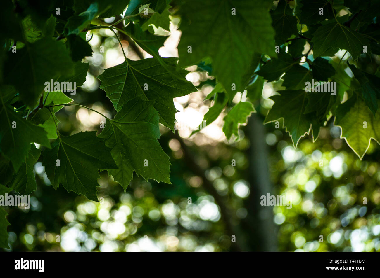 Smithfield, Rhode Island Stockfoto