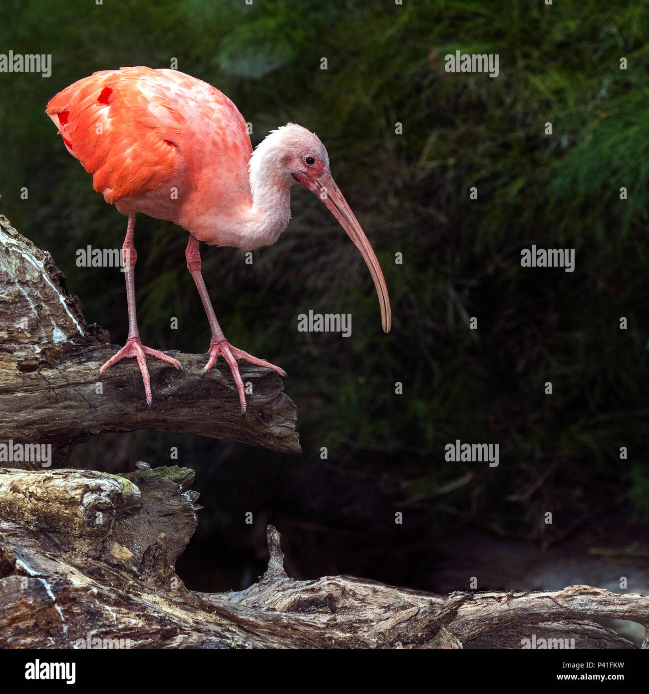 Guara rubro -Fotos und -Bildmaterial in hoher Auflösung – Alamy