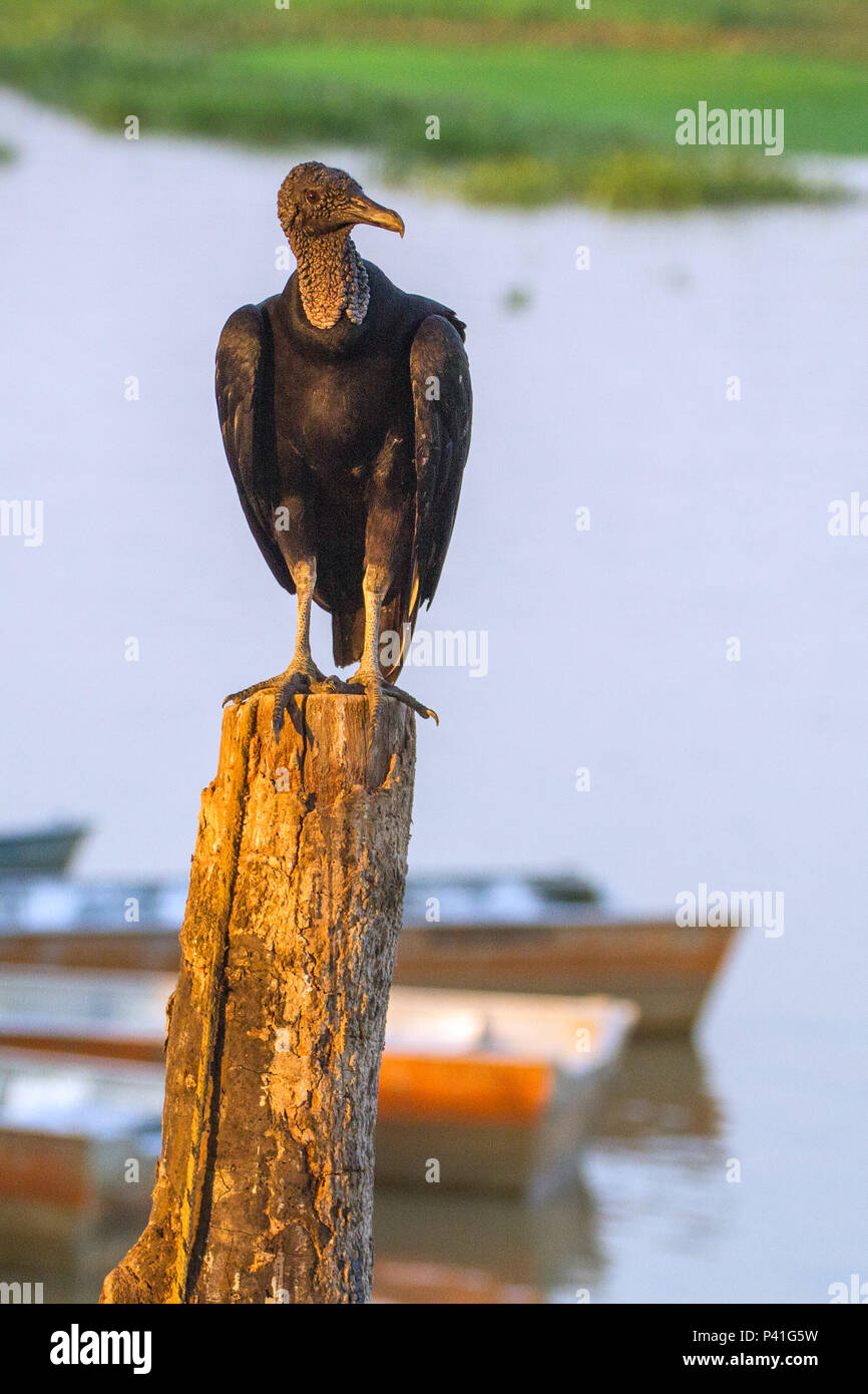 Porto Jofre - Poconé MT Urubu-de-cabeça-preta urubu-comum Corvo urubu-preto apita Coragyps atratus Mönchsgeier ave natureza Fauna Pantanal Pantanal Norte Porto Jofre Poconé Mato Grosso Brasilien Centro Oeste Stockfoto