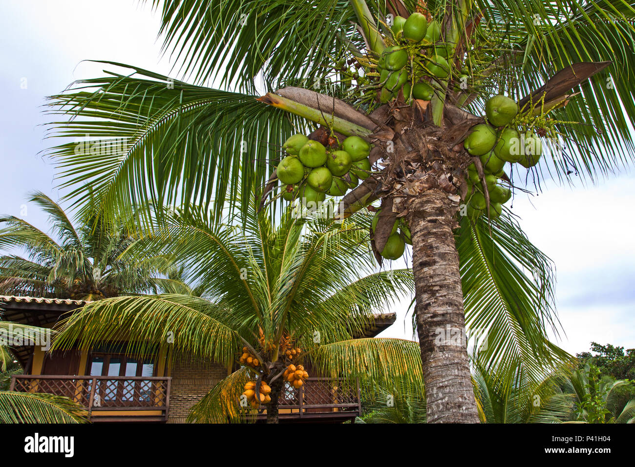 Coqueiro Cocos nucifera flora Praia litoral Bahia Casa da Praia Verde Coco Coco maduro Stockfoto
