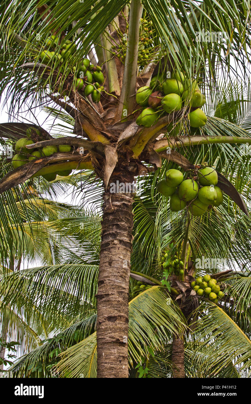 Maduro coqueiro Cocos nucifera Coco Coco verde flora Natureza Stockfoto