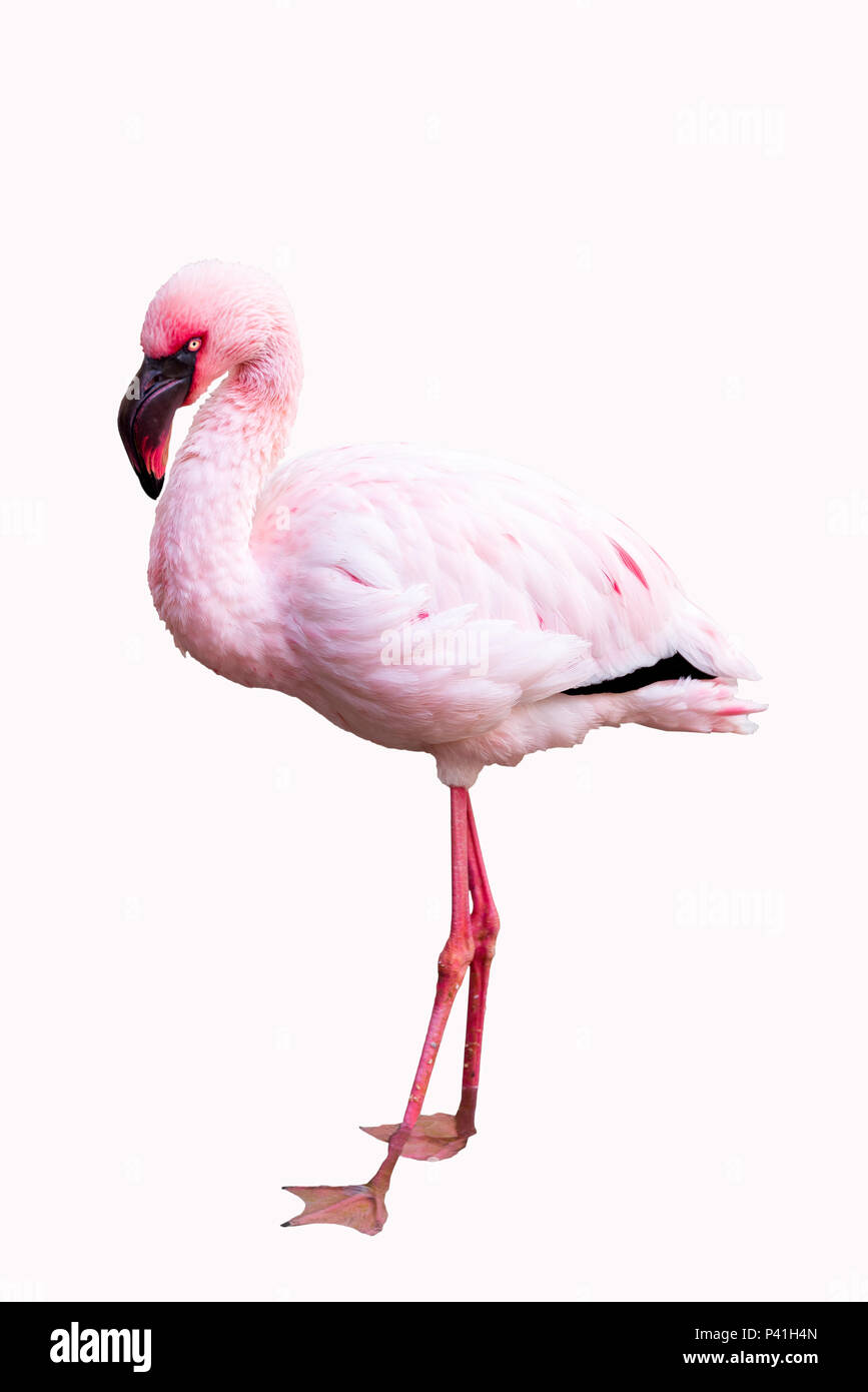 Mehr Flamingo isoliert auf weißem Hintergrund, in Namibia, Afrika Stockfoto