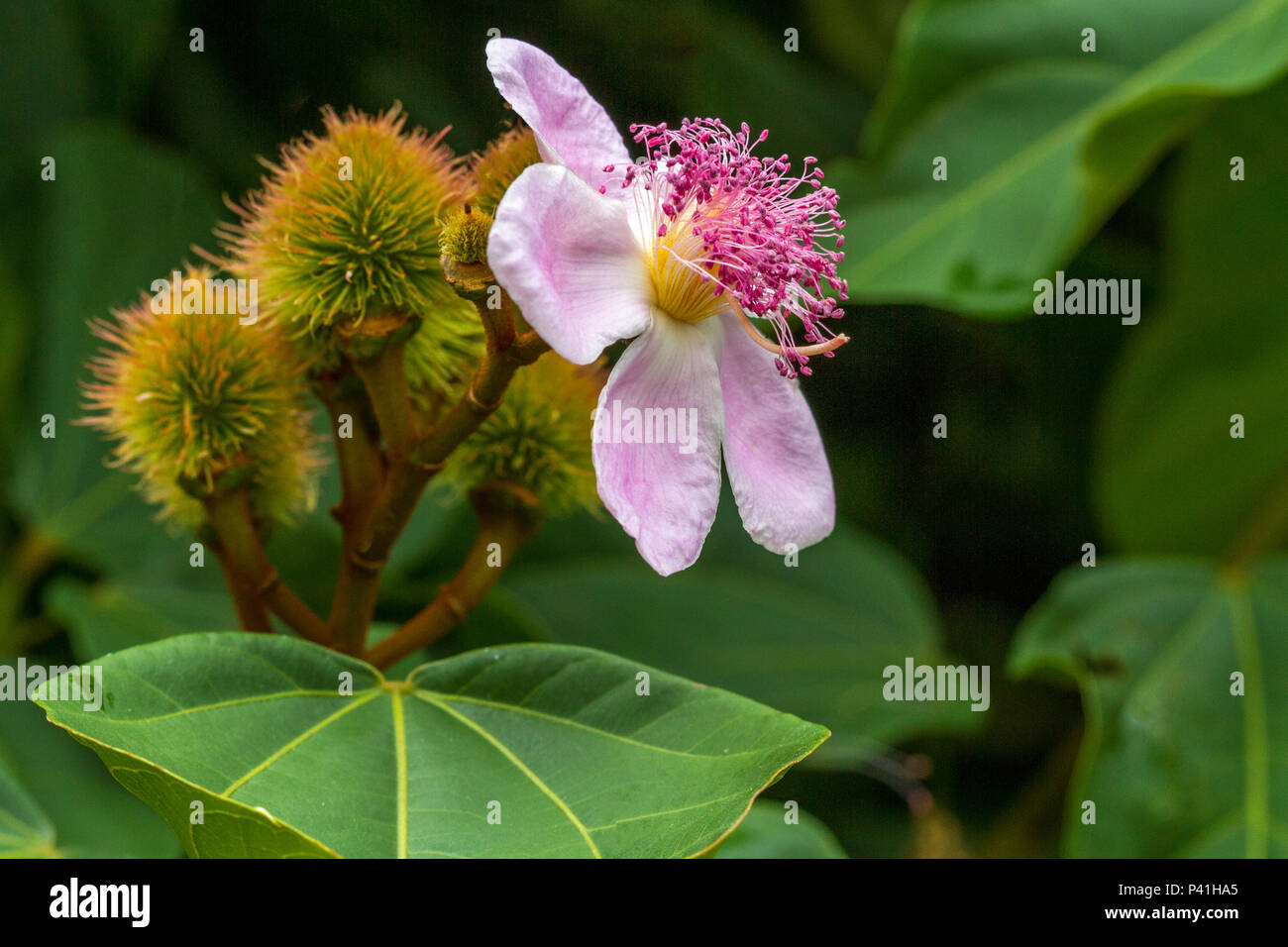 Jarinu-SP Urucu urucum fruto do urucuzeiro urucueiro Flor de Sel Urucum Bixa orellana Planta árvore Botânica culinário tempero Gastronomia Stockfoto