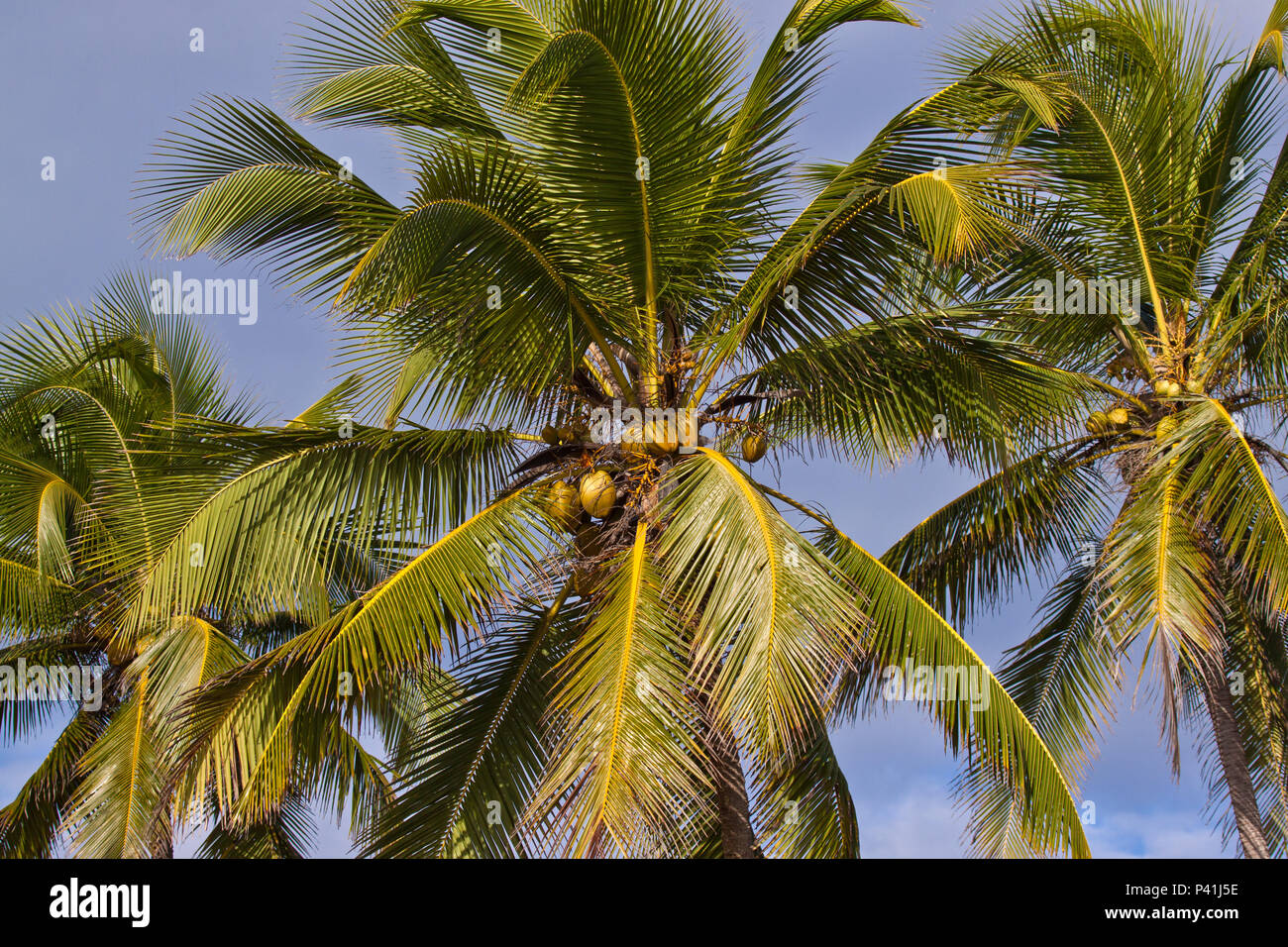 Coco Coqueiro Verde Cocos nucifera Coco verde natureza Flora Stockfoto