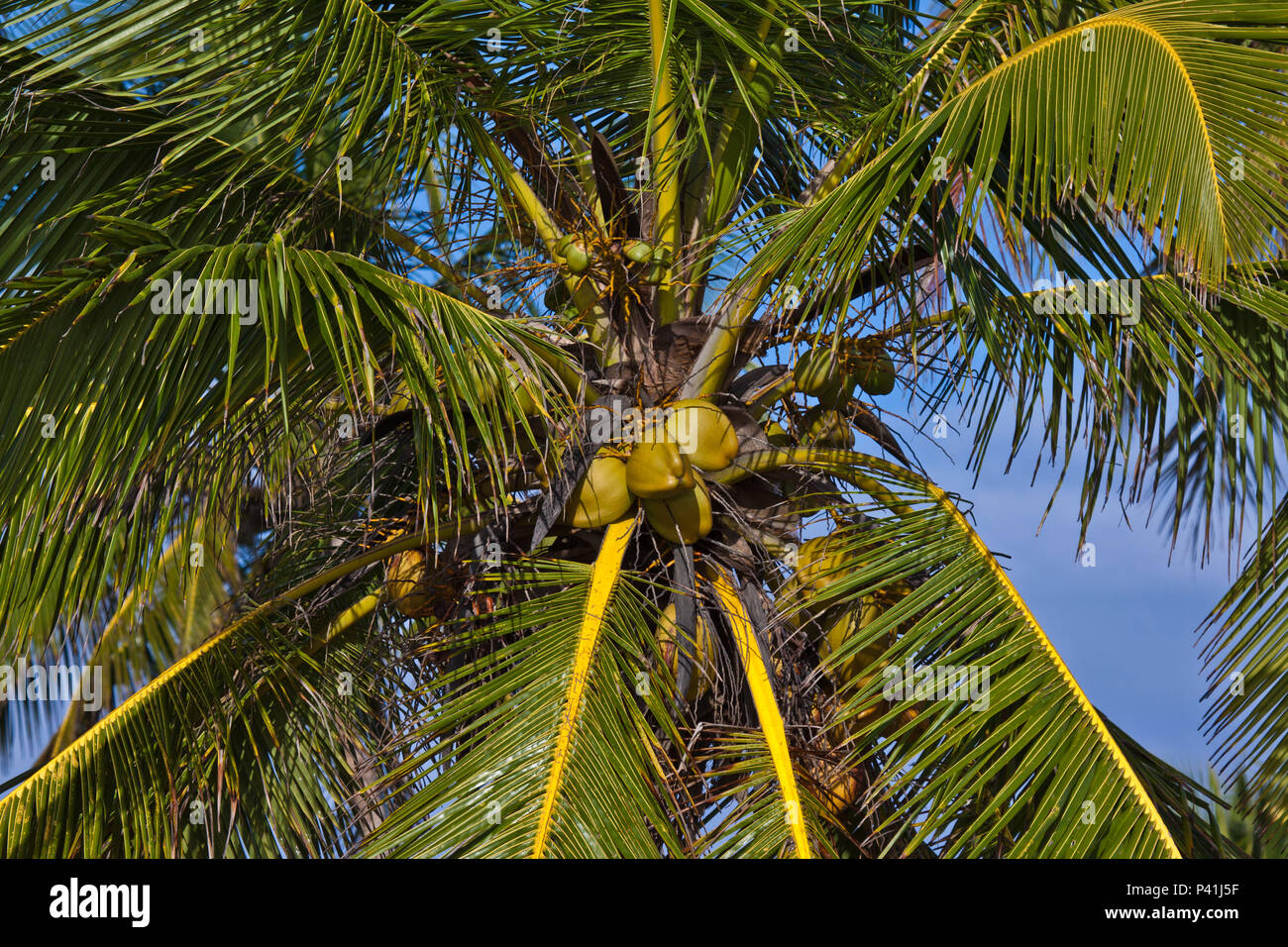 Coco maduro Coco verde Cocos nucifera flora Praia litoral Bahia Stockfoto