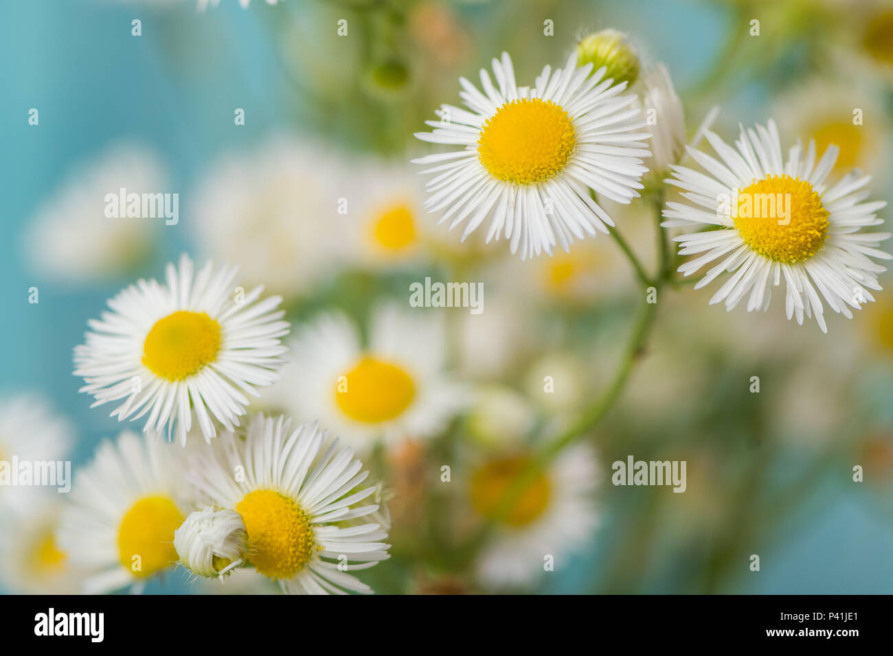 Miniatur White Daisy Blumen schaffen eine schöne Natur pastell Hintergrund. Stockfoto
