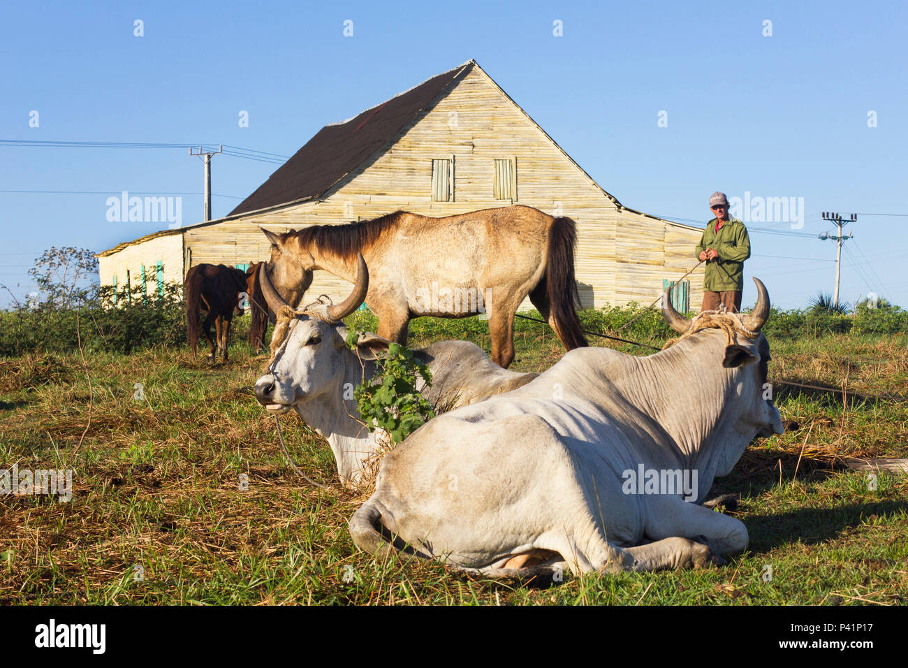 Kubanische Landwirt in einem Tabak Bauernhof in Pinar del Río mit Ochsen und Pferde, Tiere sehr im täglichen Leben und Arbeit verwendet. Typische Tabak Kurieren Haus hinter. Stockfoto