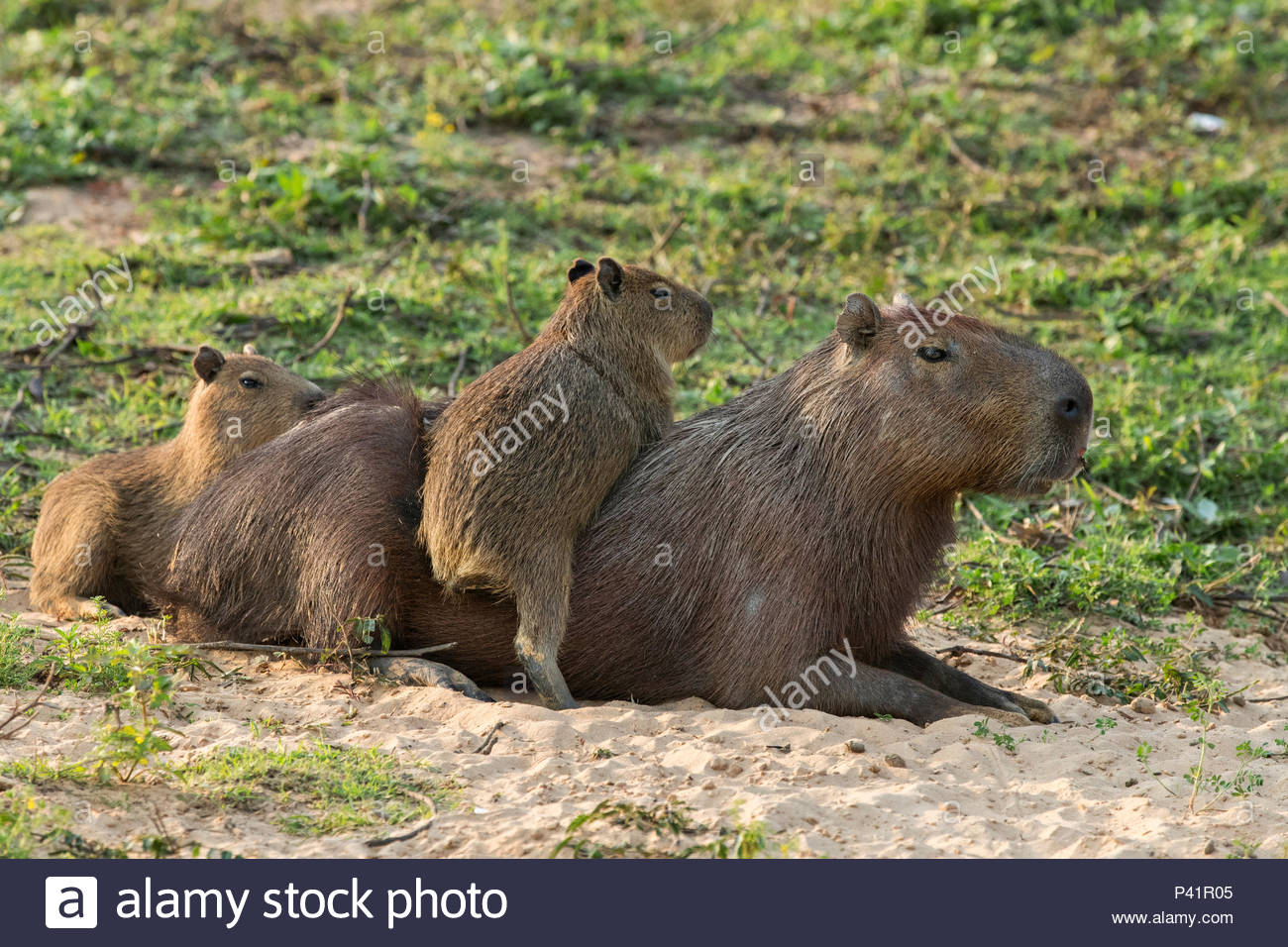 Капибара мемы. Когда праздник капибар. Ленинградский зоопарк капибара. Нутрия и капибара. Магазин капибара.