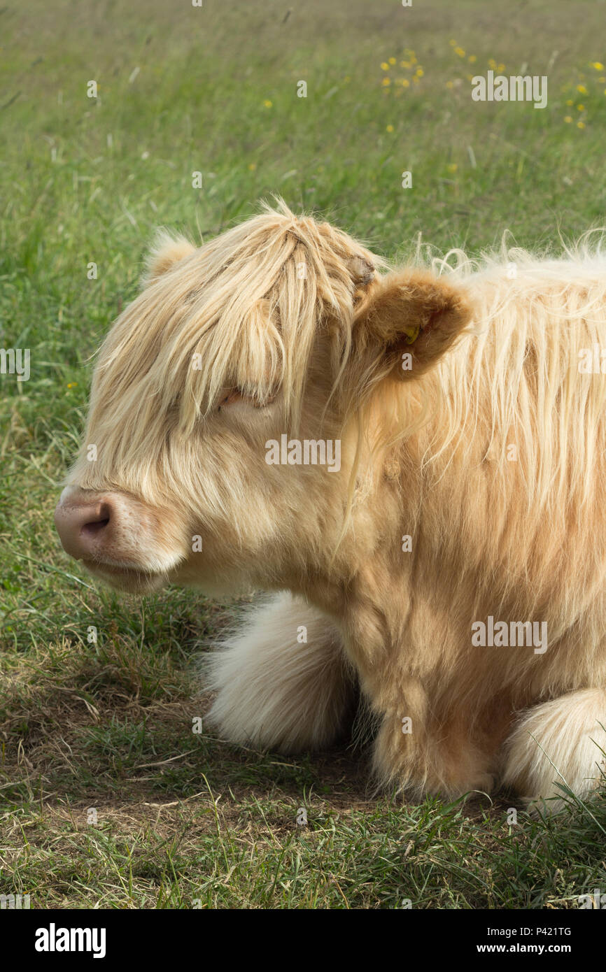 Highland Cattle in Erhaltung verwendet. Stockfoto