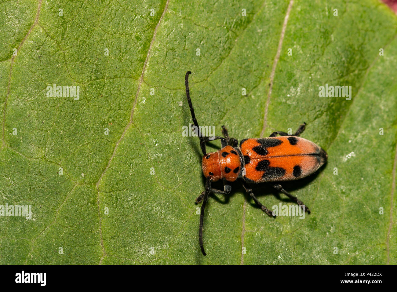 Rote Seidenpflanze Käfer (Tetraopes tetrophthalmus) Stockfoto