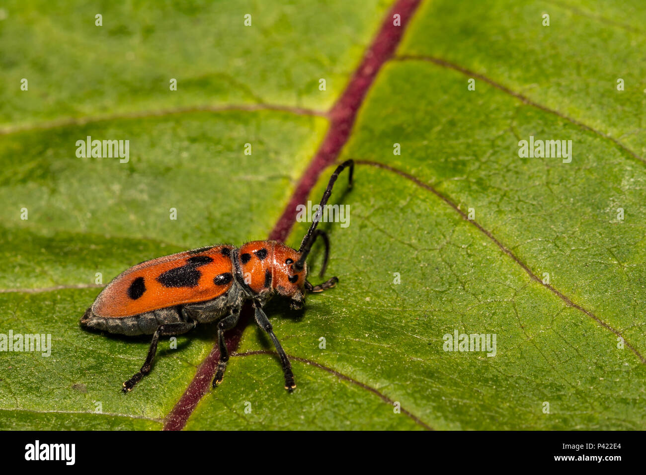 Rote Seidenpflanze Käfer (Tetraopes tetrophthalmus) Stockfoto