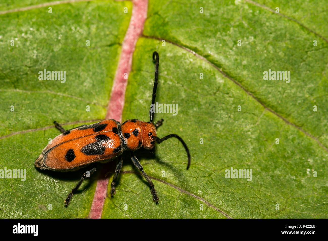 Rote Seidenpflanze Käfer (Tetraopes tetrophthalmus) Stockfoto