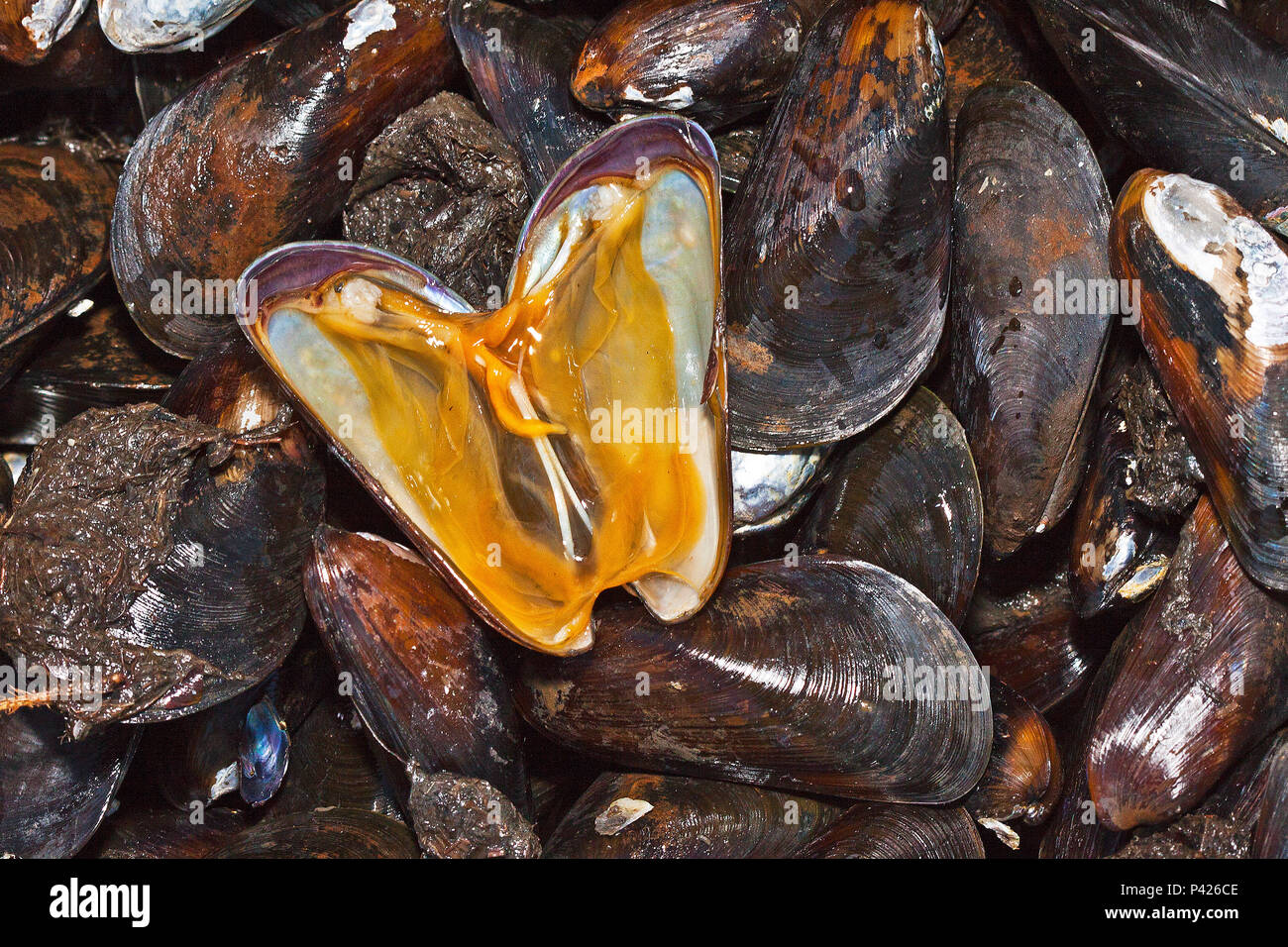 Sururu, Bertioga, SP, Brasil Stockfoto