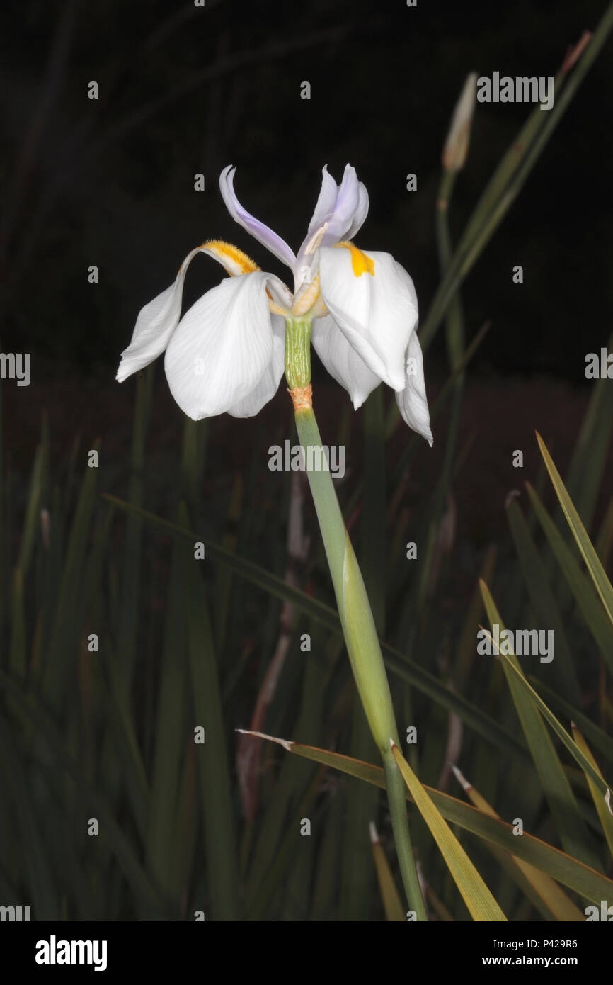 Großes Wild Iris/Fortnight Lily/Grootewild/Märchen Iris/Dietes grandiflora - Familie Iridaceae Stockfoto