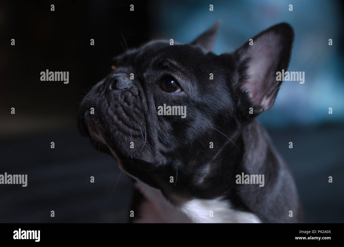 Schwarze Französische Bulldogge, Hund Stockfoto