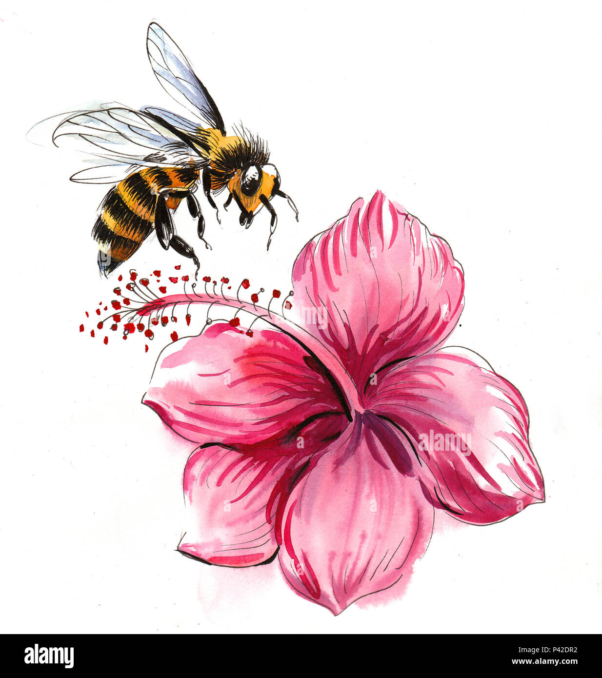 Flying bee und Purple Hibiscus. Aquarell Malerei Stockfoto