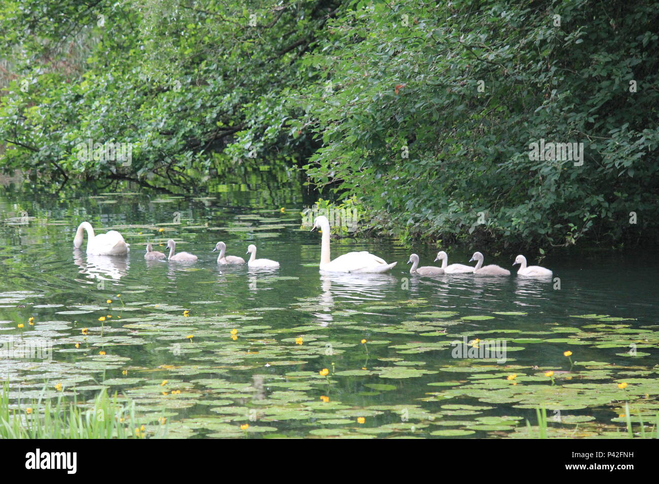 Schwan Familie in Stadt aprk Nijmegen Stockfoto