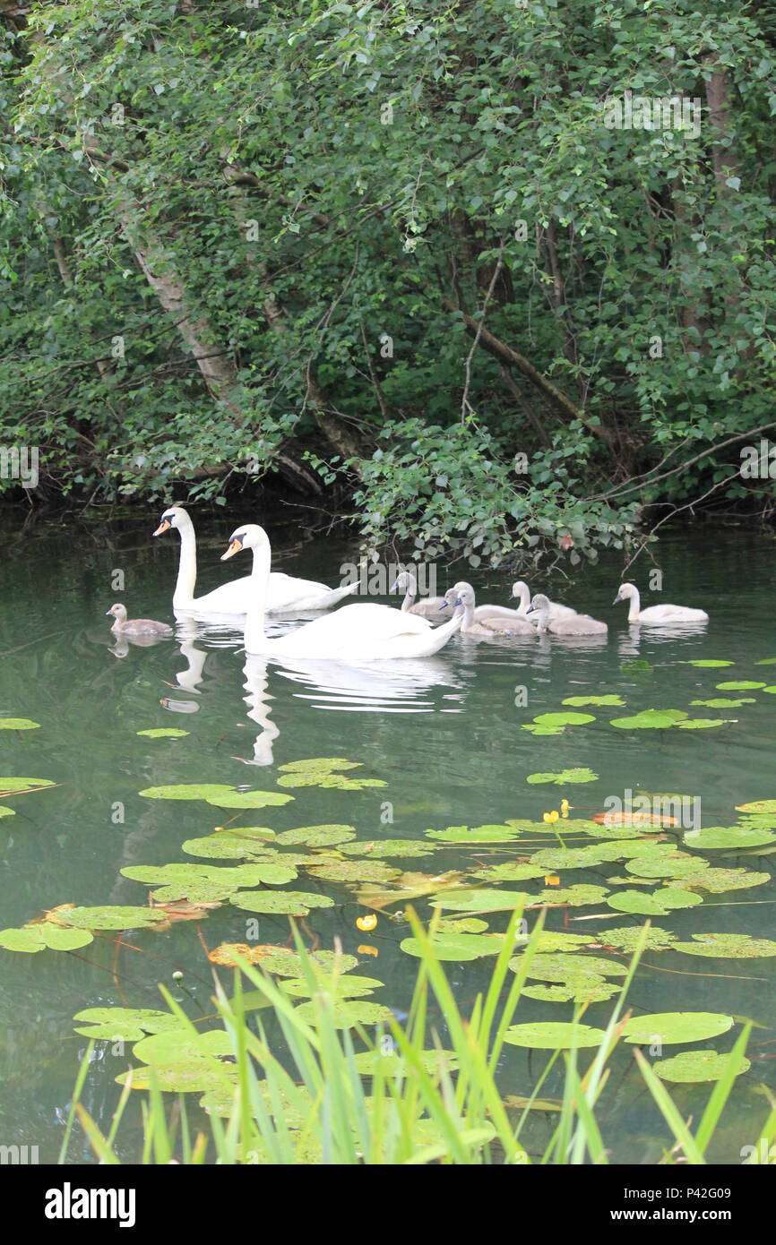 Schwan Familie in Stadt aprk Nijmegen Stockfoto