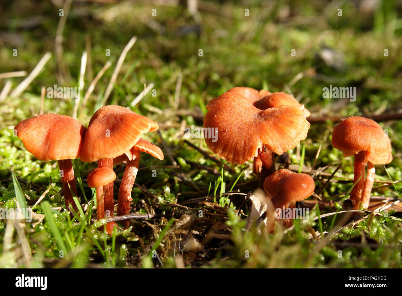 Wilde braune Pilze im Sonnenlicht Stockfoto