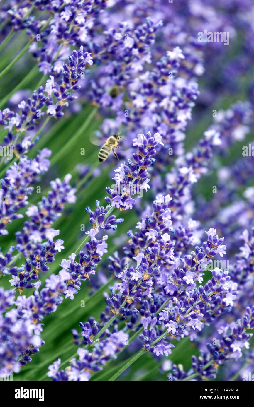 Duftenden Garten, Lavendel Stockfoto
