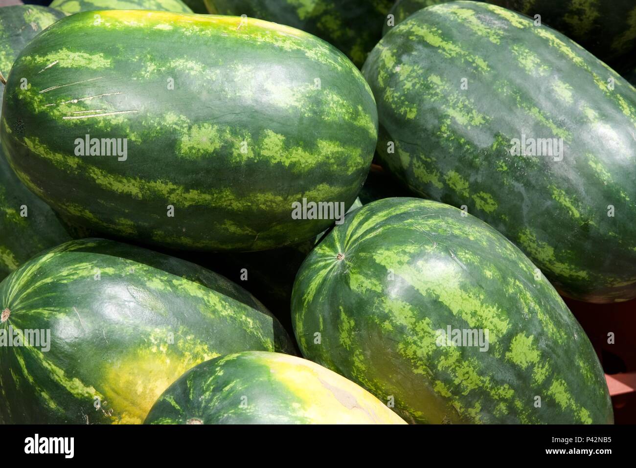Wassermelone (Citrullus lanatus): aus der Nähe zu sehen. eine Kiste von Wassermelonen für Verkauf an einen Markt Stockfoto