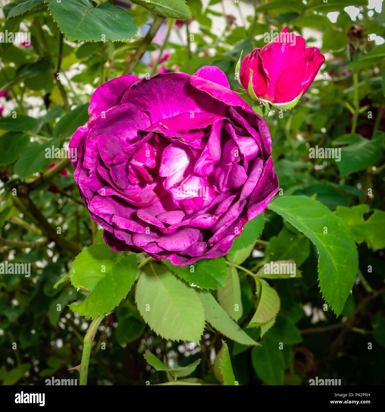 Purple Dog Rose Blume Stockfoto