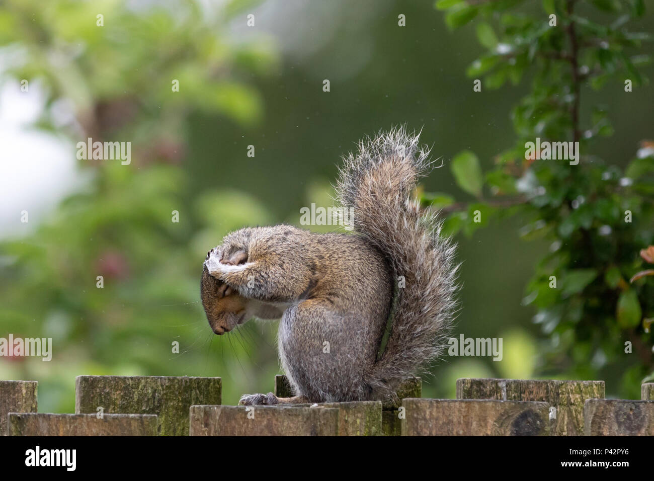 Wetter in Großbritannien: (Oh, nein! Nicht wieder regnen!) Ein nasser Morgen als Graues Eichhörnchen (Sciurus carolinensis) hat den Ausdruck: „Oh, nein! Nicht wieder regnen!“ Mit der Vorhersage für sonniges Wetter vor uns. © Ian Jones/Alamy Live News. Stockfoto