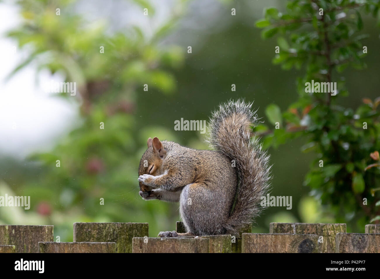 Wetter in Großbritannien: (Oh, nein! Nicht wieder regnen!) Ein nasser Morgen als Graues Eichhörnchen (Sciurus carolinensis) hat den Ausdruck: „Oh, nein! Nicht wieder regnen!“ Mit der Vorhersage für sonniges Wetter vor uns. © Ian Jones/Alamy Live News. Stockfoto
