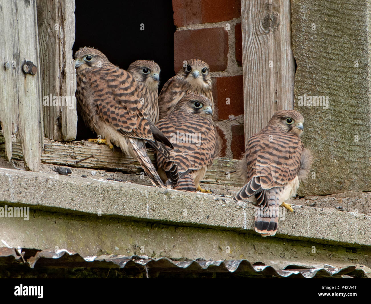 Preston, Großbritannien. 20. Juni 2018. Eine Familie von jungen Turmfalken zu Hause in einer alten Scheune, Chipping, Preston, Lancashire. Quelle: John Eveson/Alamy leben Nachrichten Stockfoto