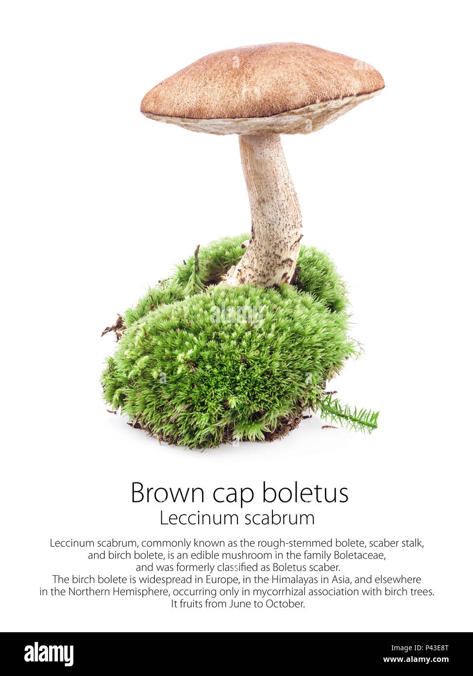 Braun cap Steinpilze (Leccinum scabrum) Pilz im Moos auf weißem Hintergrund Stockfoto
