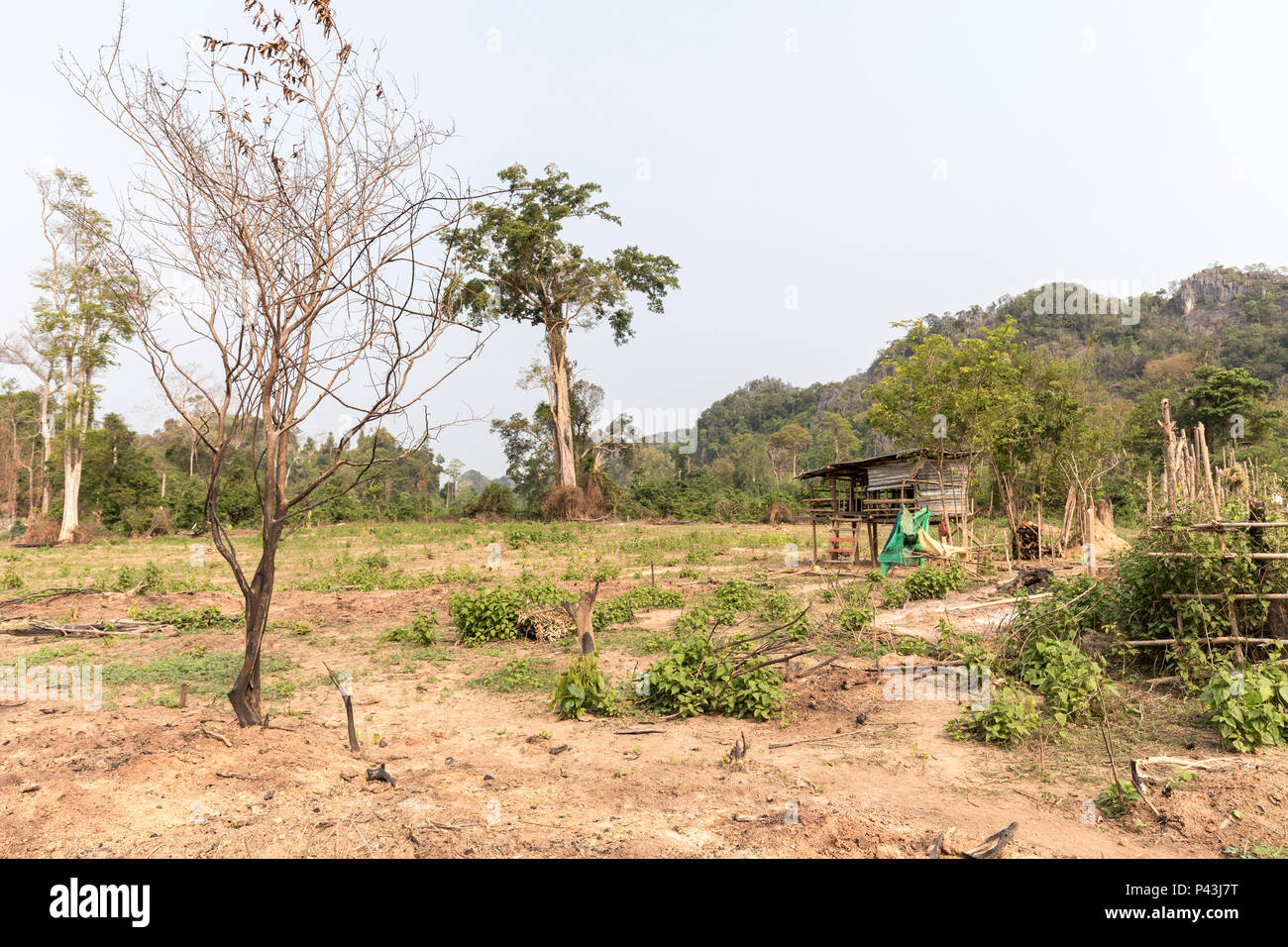 Feld gelöscht für das Einpflanzen, Nong Ping Village, Laos Stockfoto
