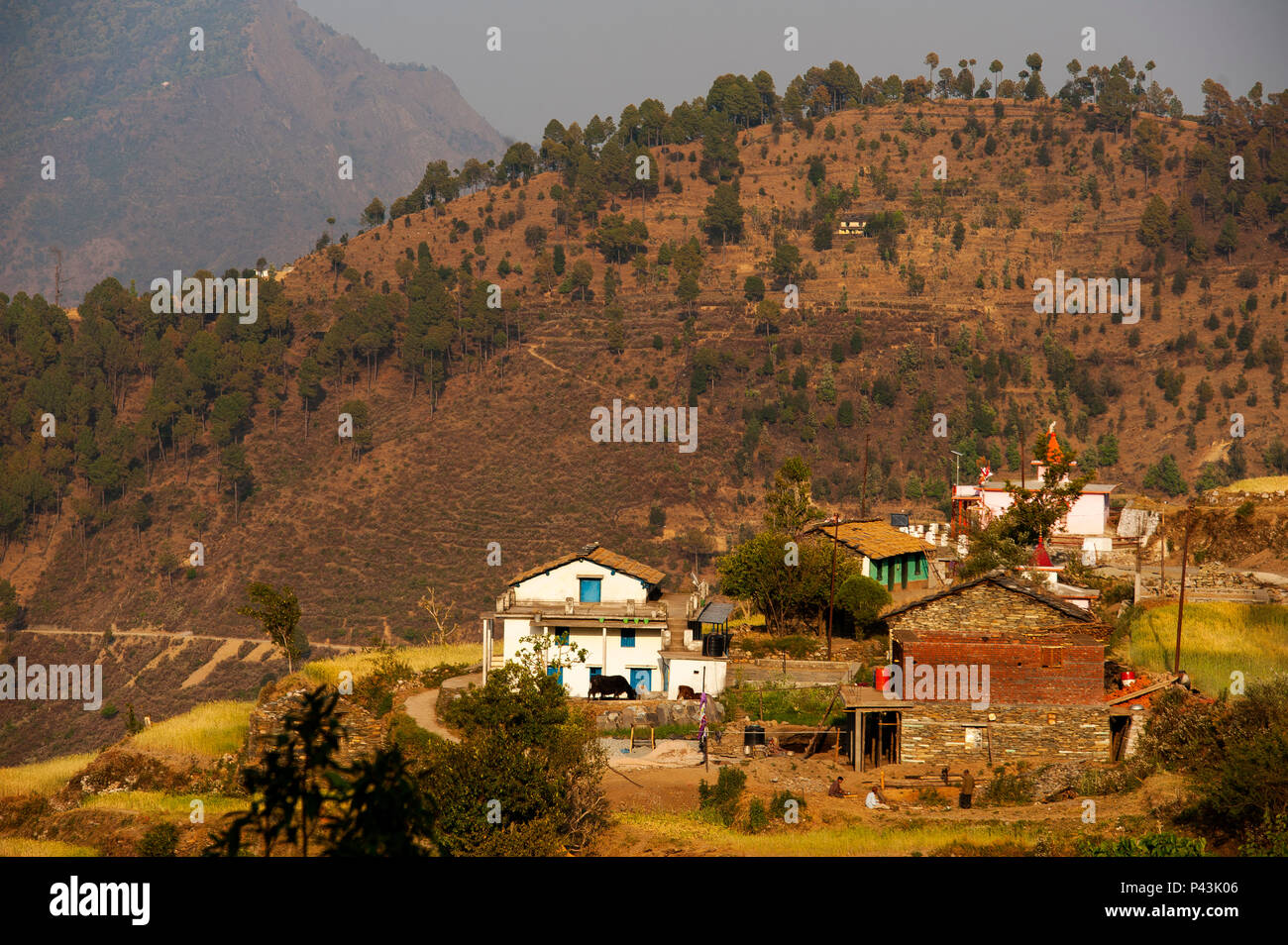 Terrassenfelder an Kala Agar Dorf, Kumaon Hügel, Uttarakhand, Indien Stockfoto