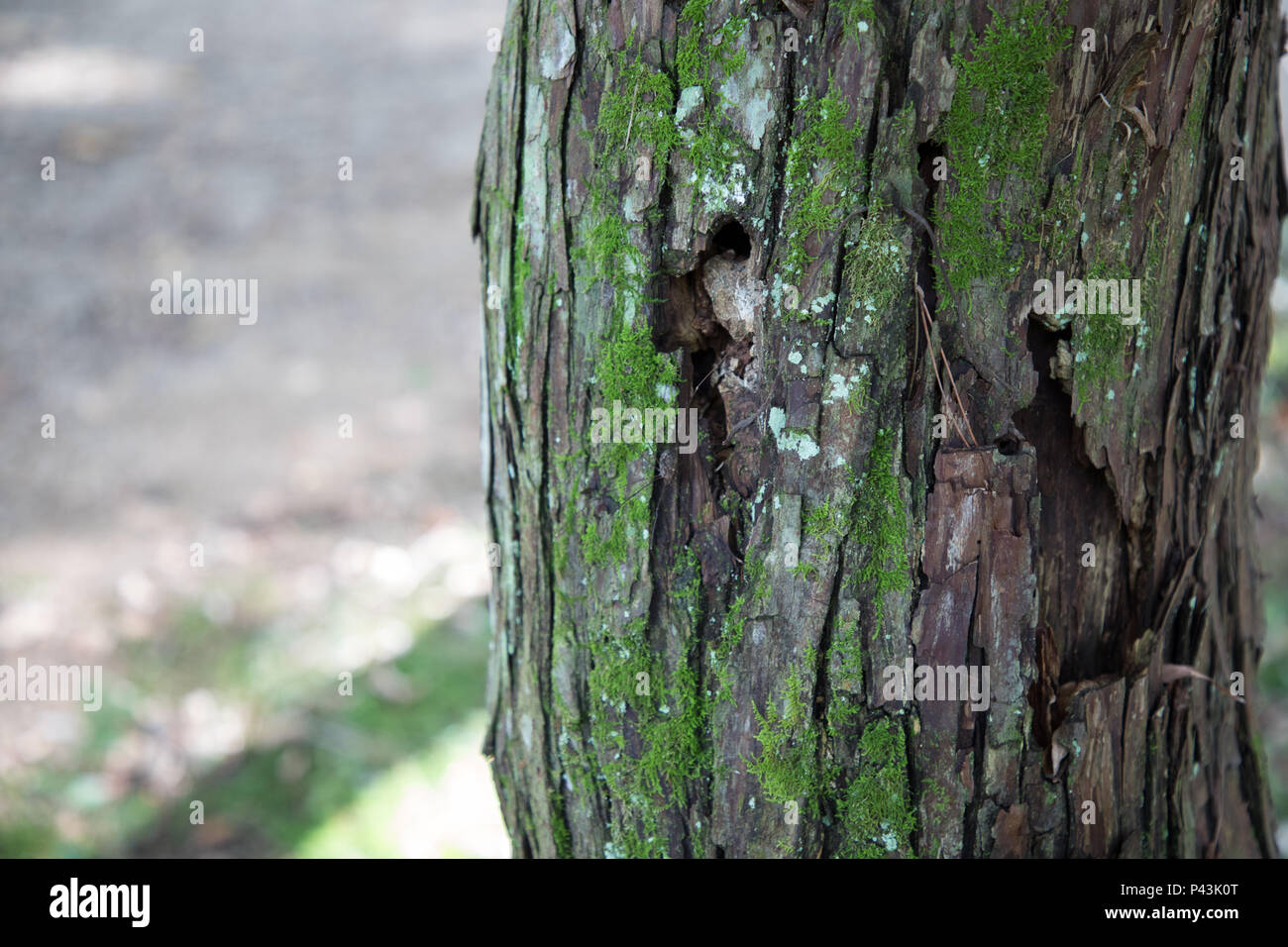 Rinde Stockfoto