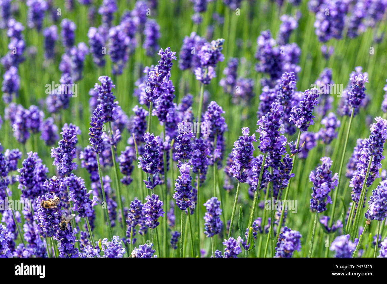 Lavendel duftende Blüten Spitzen Stockfoto