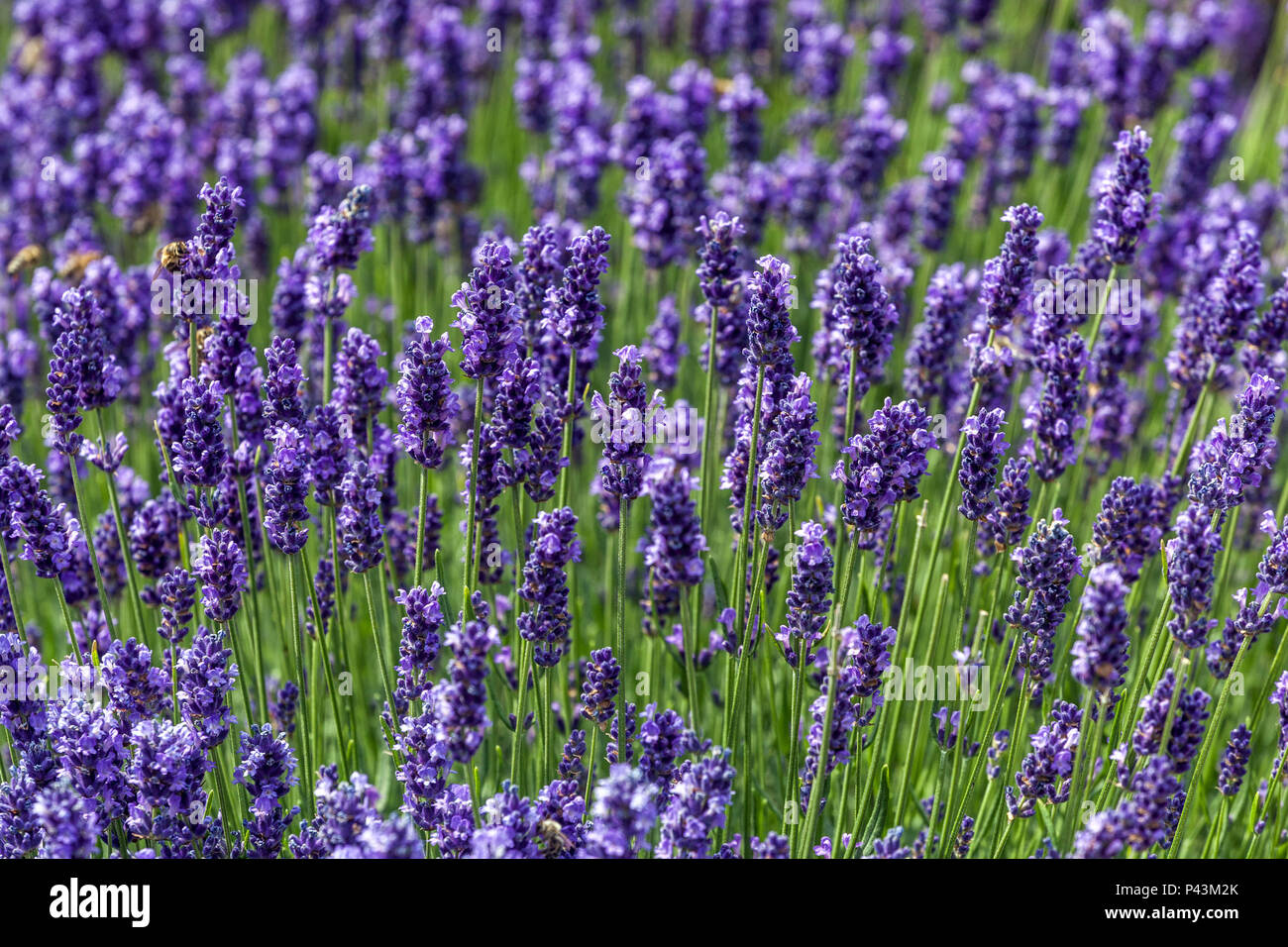 Duftender garten Fotos und Bildmaterial in hoher Auflösung Alamy