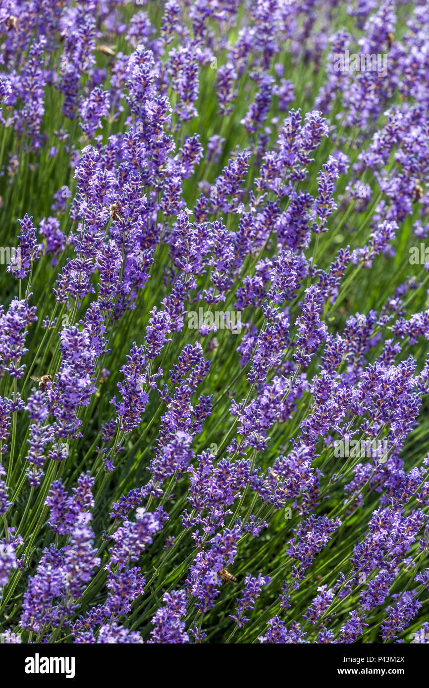 Lavendel duftende Blume Stockfoto
