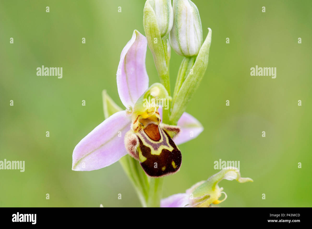 Ein eingeborener Bienen-ragwurz (Ophrys apifera) wild wachsen in Großbritannien Stockfoto