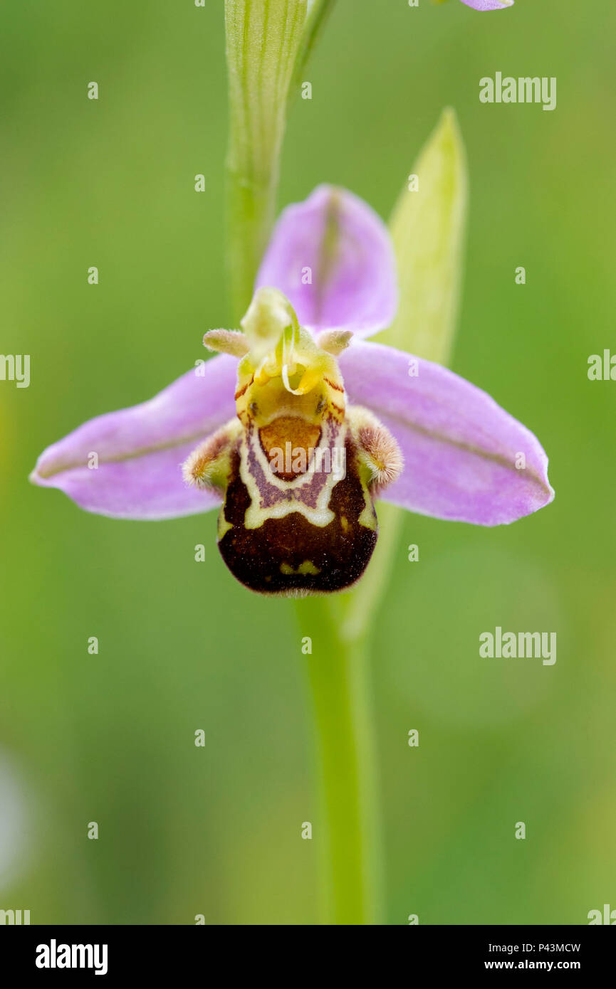 Ein eingeborener Bienen-ragwurz (Ophrys apifera) wild wachsen in Großbritannien Stockfoto