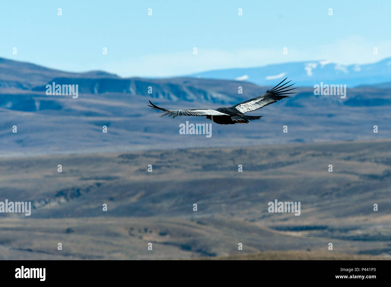 Andenkondor (Vultur gryphus) ist ein Südamerikanischer Vogel in der Neuen Welt Geier Familie Cathartidae und ist das einzige Mitglied der Gattung Vultur. Gefunden Stockfoto