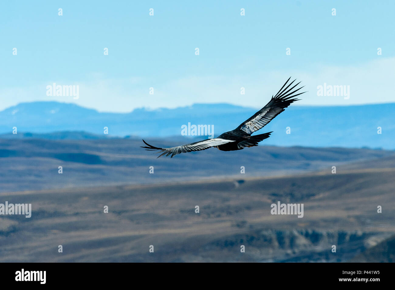 Andenkondor (Vultur gryphus) ist ein Südamerikanischer Vogel in der Neuen Welt Geier Familie Cathartidae und ist das einzige Mitglied der Gattung Vultur. Gefunden Stockfoto