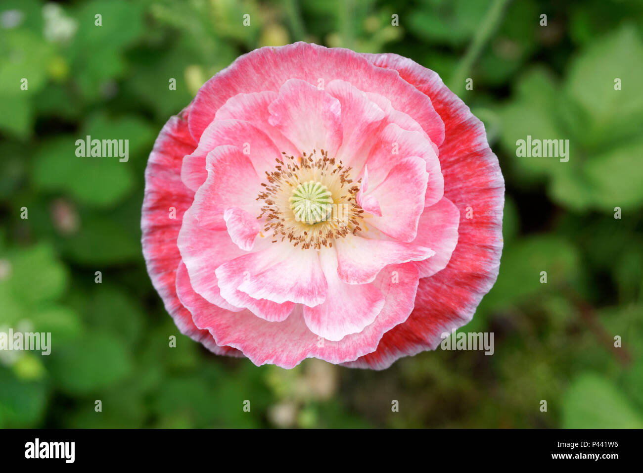 Nahaufnahme einer rosa und weißen semi Doppel Shirley poppy flower im Frühjahr Stockfoto