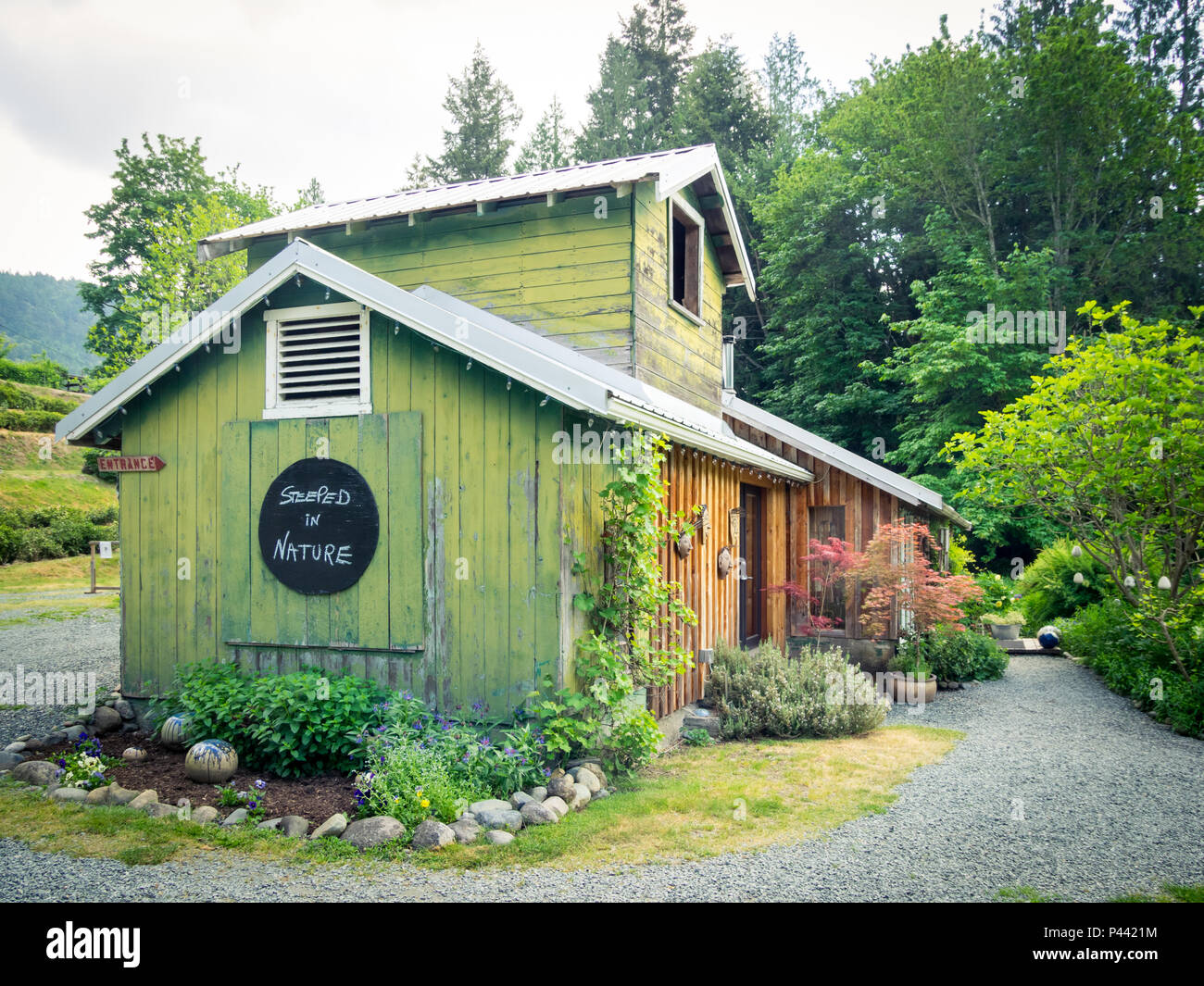 Ein Blick auf die wunderschönen Westholme Kaffee Farm, Kanada's nur kommerzielle Tee wachsende Farm, in der nähe von Duncan, British Columbia, Kanada. Stockfoto