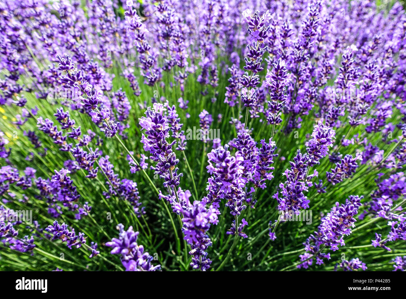 Lavendel-Busch Stockfoto