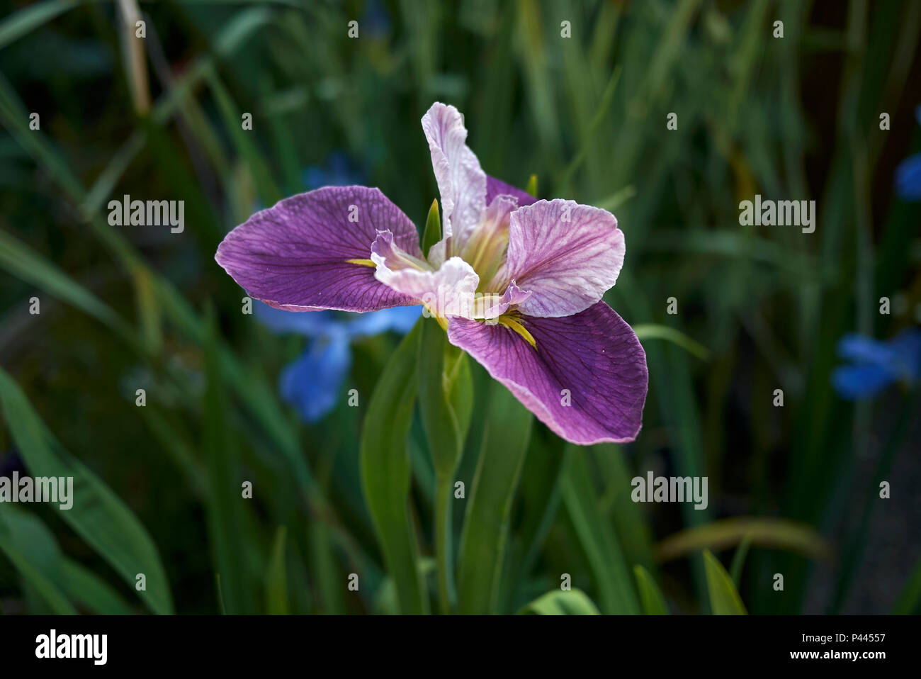 Iris Louisiana lila Blüten Stockfoto