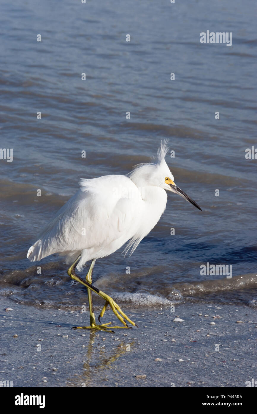 Ein Silberreiher, ein waten Vogel ernährt sich von Sanibel Island Beach, einer vorgelagerten Insel in der Nähe von Fort Myers, Florida. Stockfoto