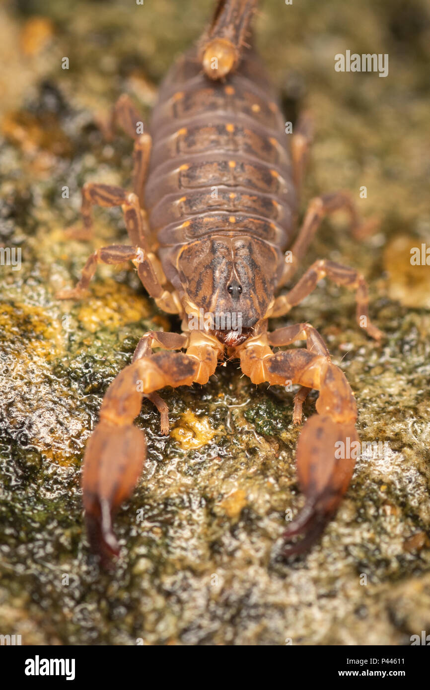 Skorpione sind räuberische Spinnentiere der Bestellung Scorpiones. Sie haben acht Beine und sind leicht durch das Paar des Greifens pédipalpes und der na erkannt Stockfoto
